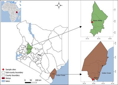 Patterns of Aedes aegypti abundance, survival, human-blood feeding and relationship with dengue risk, Kenya